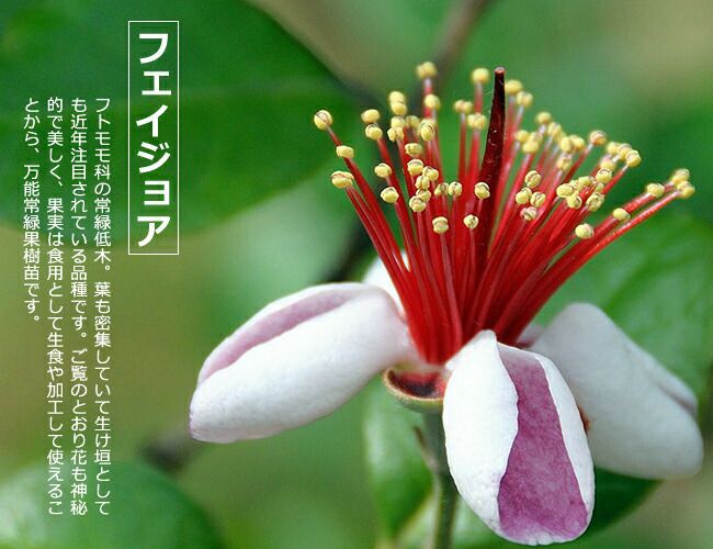 000000123726-03-l.jpg?t=