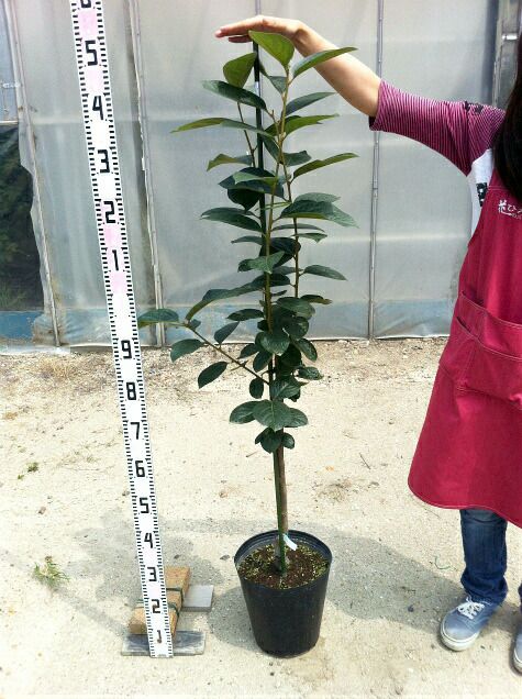 000000023879-02-l.jpg?t=