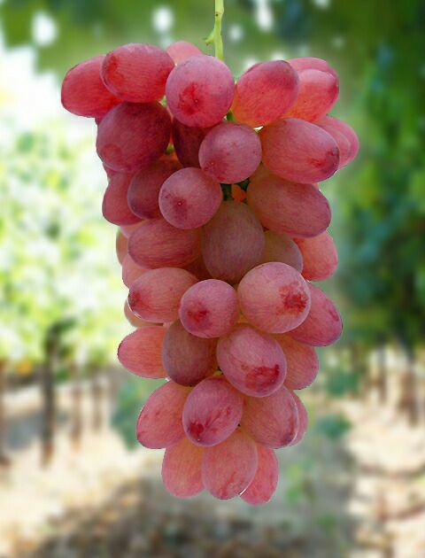 ぶどう苗木 サニードルチェ 三年生