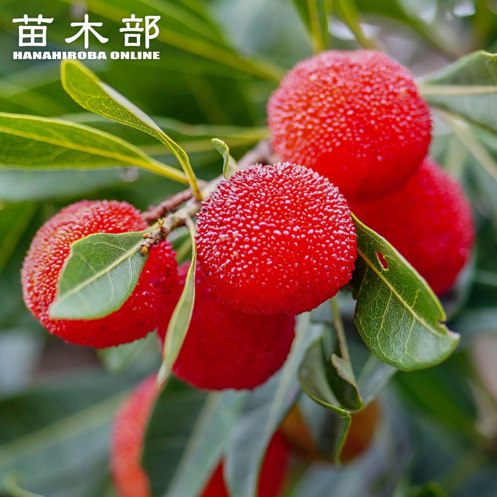 ヤマモモ メス 瑞光 苗 通販 苗木部 By 花ひろばオンライン