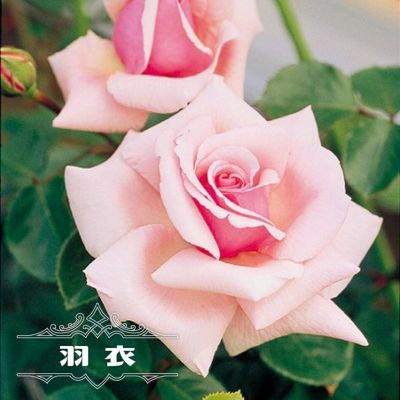 バラ3年生大苗 どこにも売ってないバラ 苗木部 本店 By 花ひろばオンライン