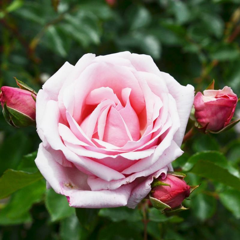 バラ 羽衣 LCl ラージフラワードクライマー （つるバラ） 苗 おすすめ