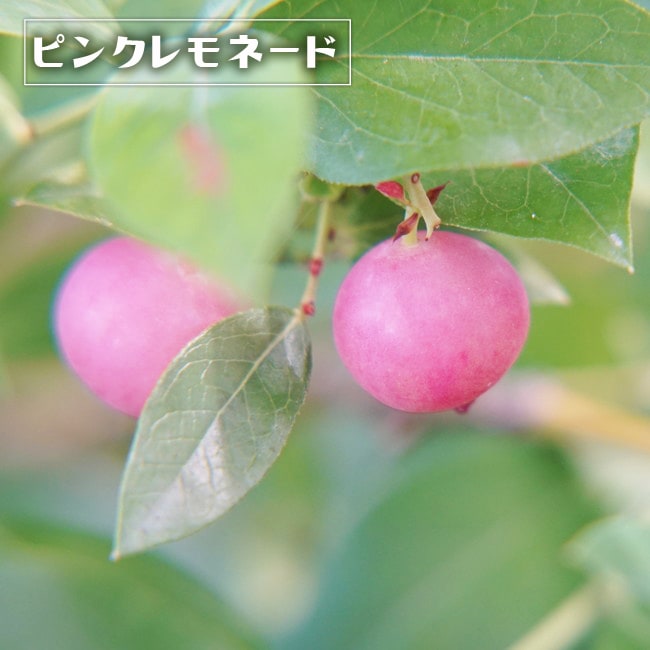 ブルーベリー苗 チャンドラー&ピンクレモネード大苗2本セット 柔らか