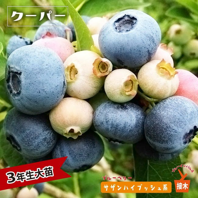 楽天市場】【選べる現品発送】大実ブルーベリー チャンドラー 大