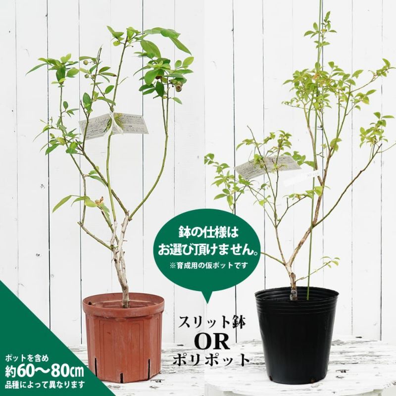 ブルーベリー サザンハイブッシュ系 リヴェイル 苗 通販 苗木部 By 花