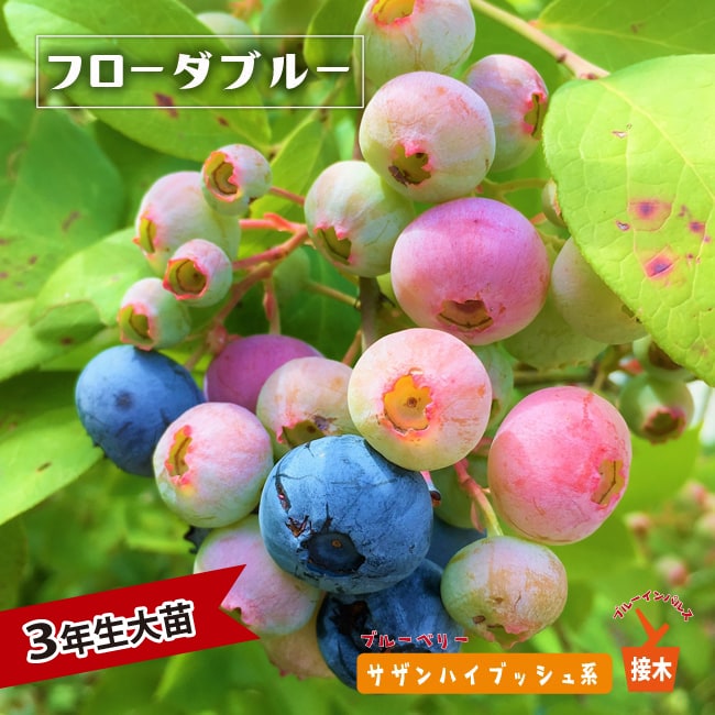サンシャインブルー サザンハイブッシュ系 ブルーベリー 苗 販売 苗木部
