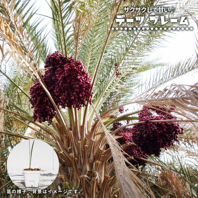 000000124434-01-l.jpg?t=