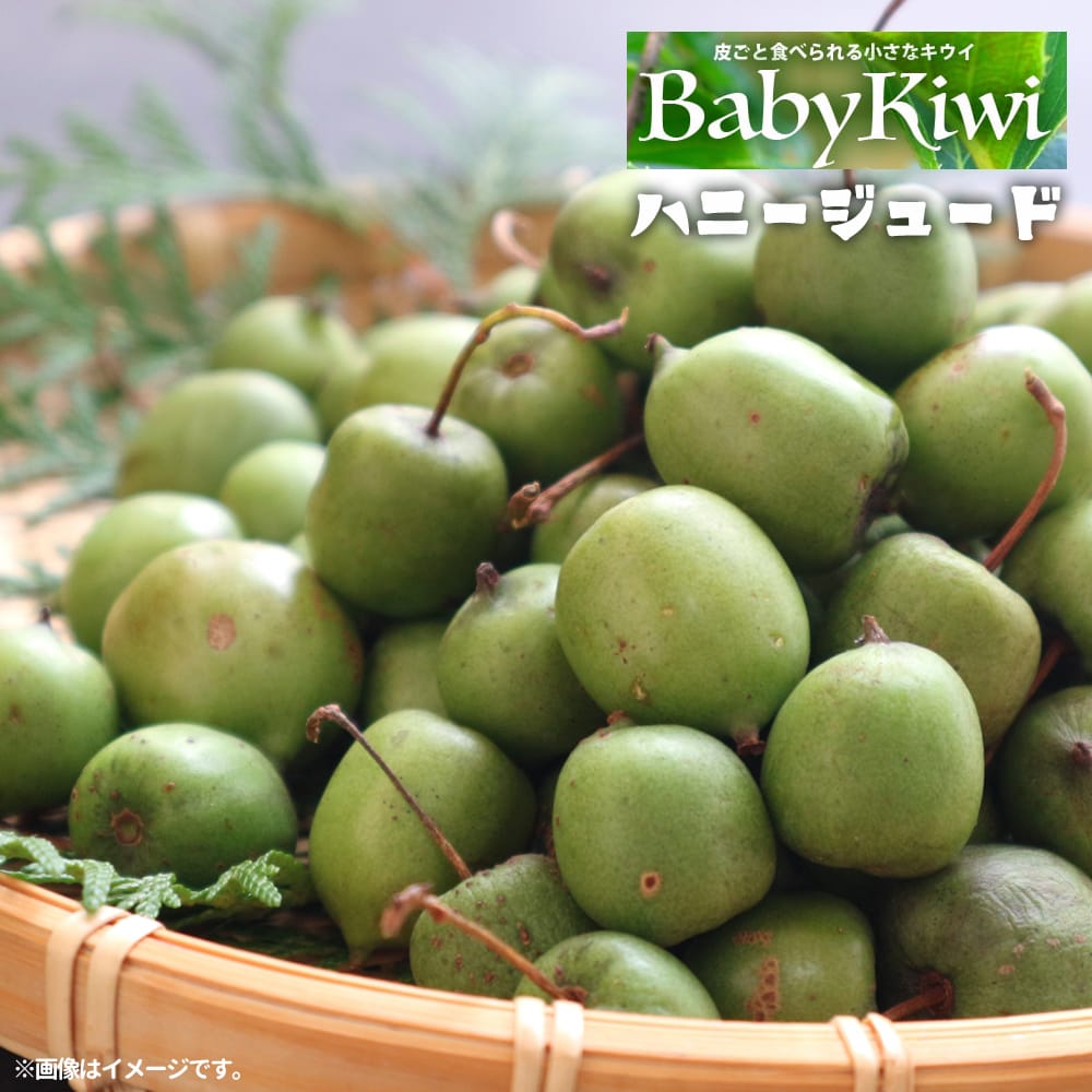梨 苗木 【はつまる】 1年生接木苗 <br>単品 or 受粉樹セット（楽天 