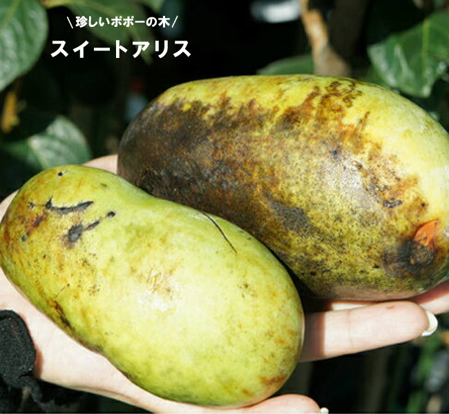 000000024865-01-l.jpg?t=