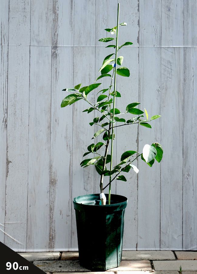 買収 みかん 苗木 ゆら早生 ベランダで育成 鉢植え 接ぎ木苗 小 9cmポット 温州 果樹 ミカン