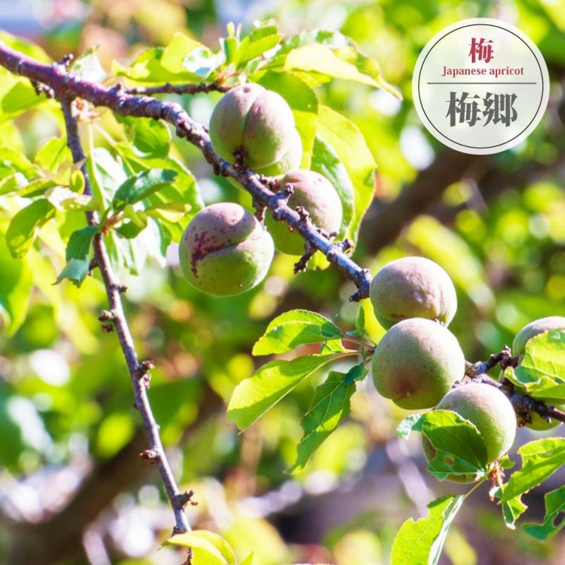 000000124982-01-l.jpg?t=