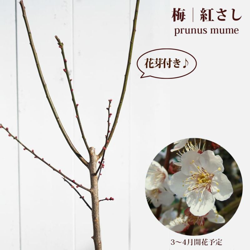 紅サシ梅 ume005_01a.jpg