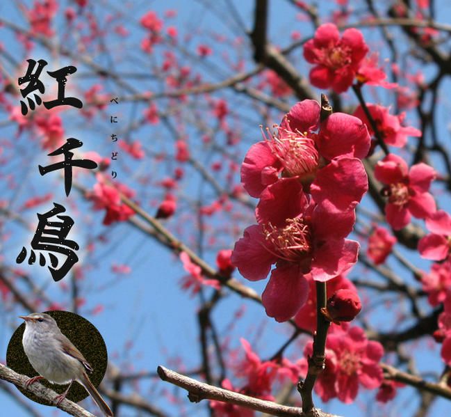 ウメ 紅千鳥 花梅 緋梅系 苗 販売 苗木部 By 花ひろばオンライン ウメ 紅千鳥 花梅 緋梅系 苗 販売 苗木部 By 花ひろばオンライン