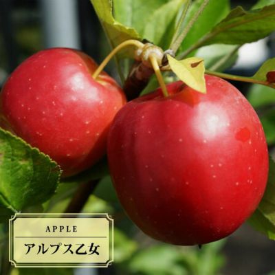 りんご 【アルプス乙女】 2年生 接ぎ木 苗