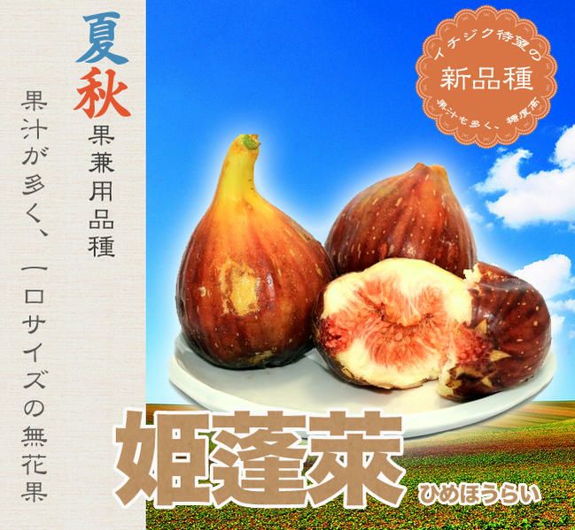 超歓迎新品①いちじく8袋　柿9袋 果物