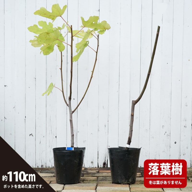 いラインアップ イチジク苗 8品種 植物/観葉植物 - neatlinemaps.com