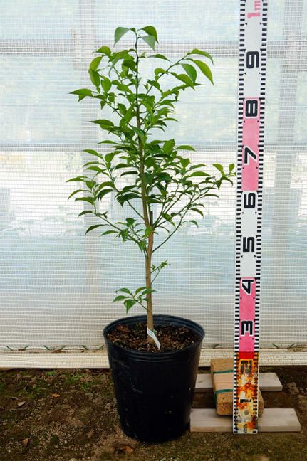 ゆら早生 みかん 4年生 苗木  植木鉢栽培向き ミカン：ゆら早生(温州みかん）4～5号ポット の通販 | 園芸ネット