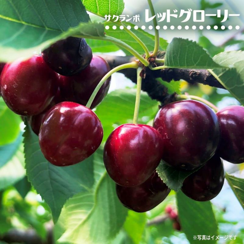 000000125519-01-l.jpg?t=