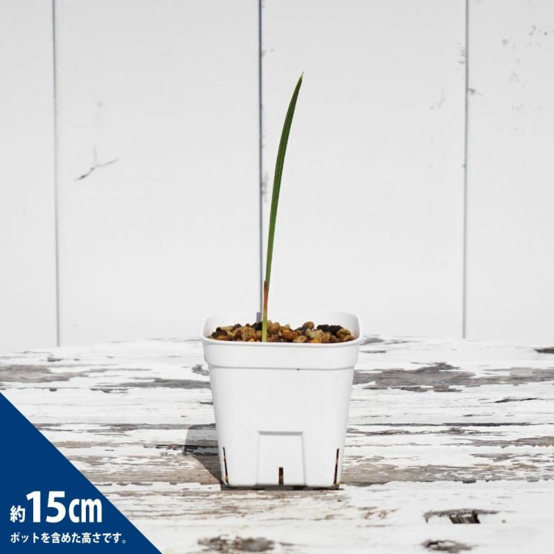 デーツパーム ブレーム 苗 通販 苗木部 By 花ひろばオンライン