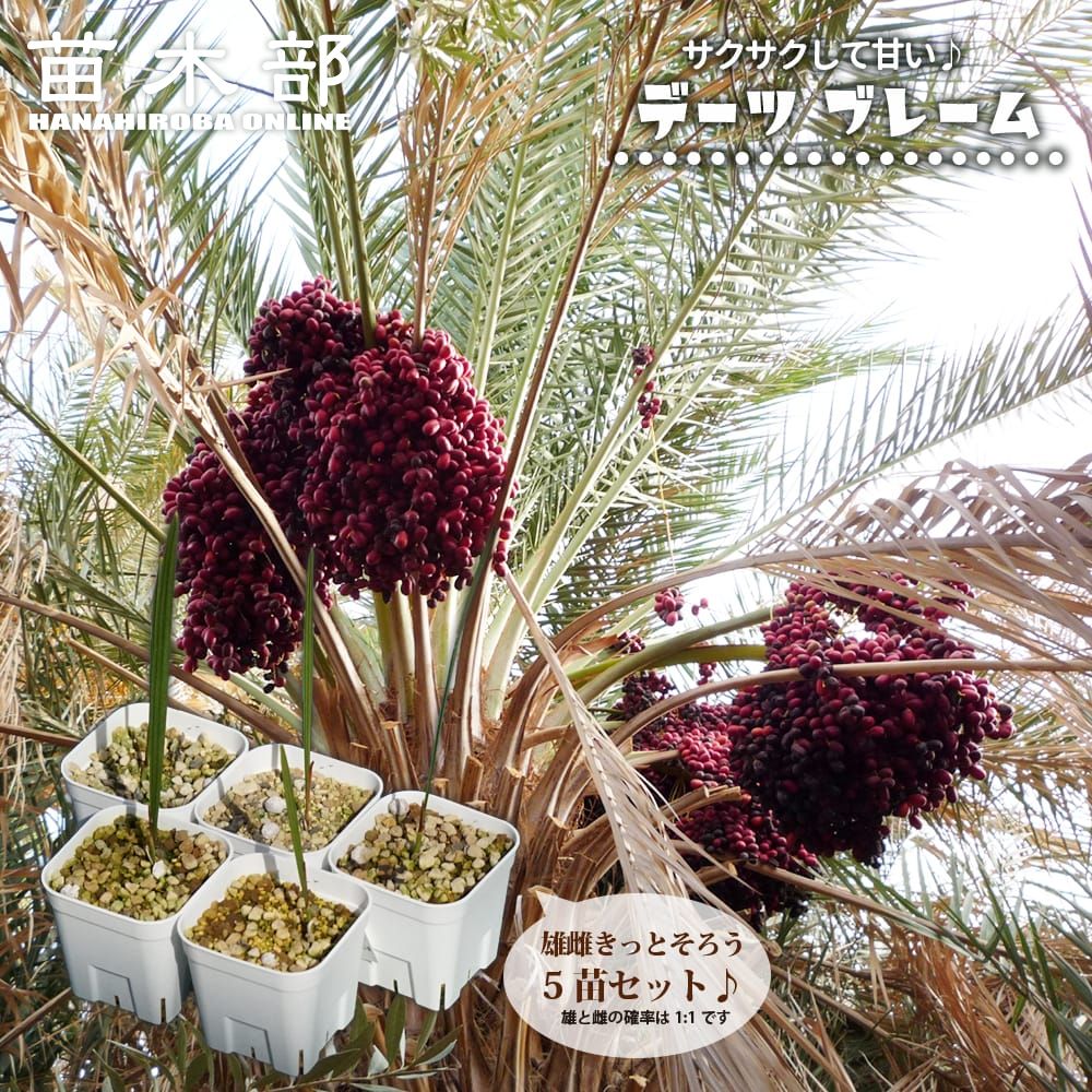 蘇鉄 そてつ 透過 ーードライガーデン ヤシ ココス ーー 