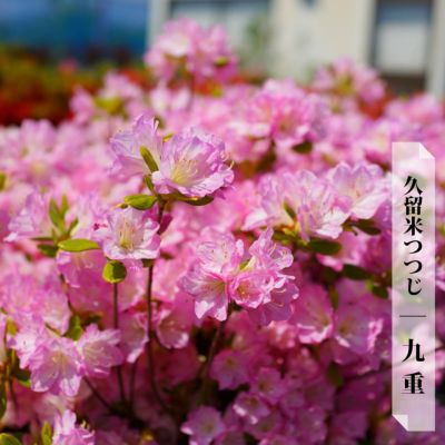 ツツジ 東鏡 苗 販売 苗木部 By 花ひろばオンライン ツツジ 東鏡 苗 販売 苗木部 By 花ひろばオンライン