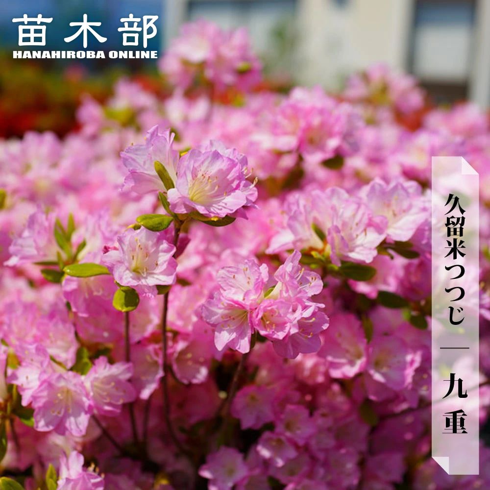 ツツジ 九重 苗 販売 苗木部 By 花ひろばオンライン