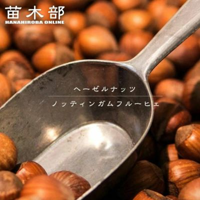 ヘーゼルナッツ トンダジェンティーレデレランゲ 苗 販売 苗木部 By 花