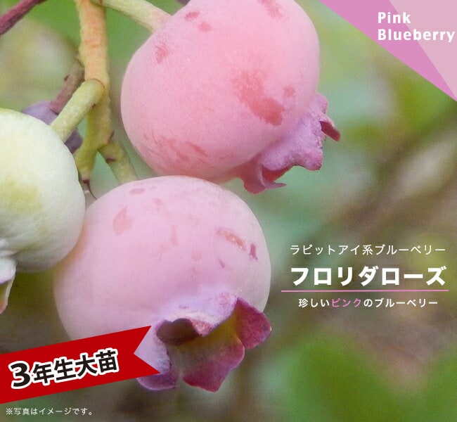 ラビットアイ系 苗木部 本店 By 花ひろばオンライン