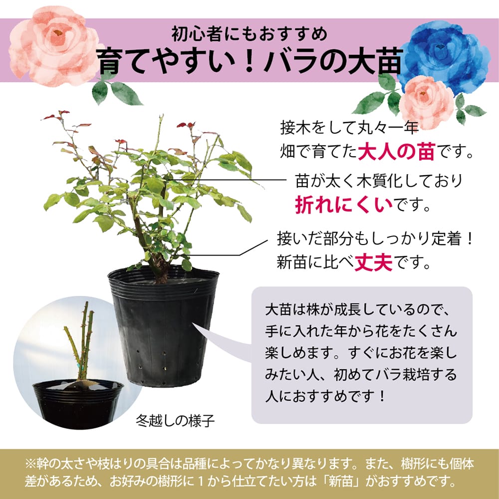 バラ オデュッセイア S シュラブ 半つるバラ 苗 販売 苗木部 By 花ひろばオンライン