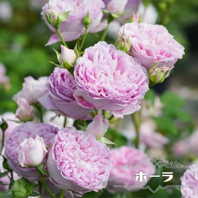 バラ バレリーナ 苗 販売 苗木部 By 花ひろばオンライン バラ バレリーナ 苗 販売 苗木部 By 花ひろばオンライン