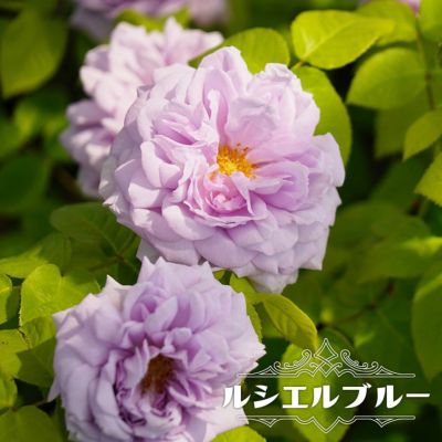 バラ 夜来香 イエライシャン 苗 販売 苗木部 By 花ひろばオンライン バラ 夜来香 イエライシャン 苗 販売 苗木部 By 花ひろばオンライン