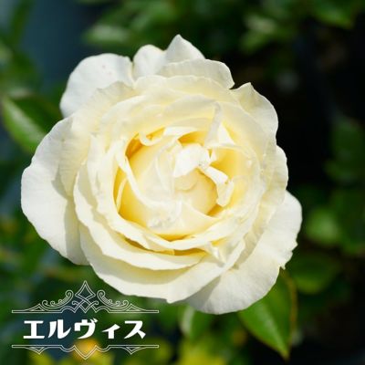 バラ苗 エルヴィス 大苗 ニルプ 白色 バラ 苗 四季咲き Ht 薔薇 予約販売12 翌1月頃入荷予定 苗木部 本店 By 花ひろばオンライン