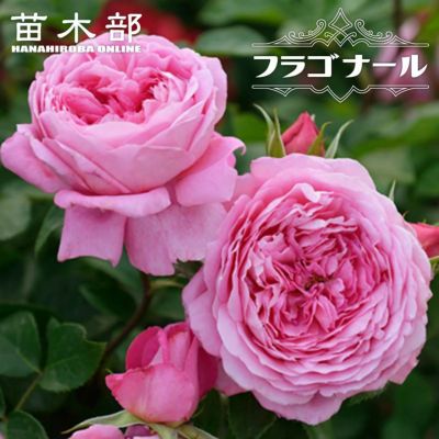 バラ サンテグジュペリ 苗 販売 苗木部 By 花ひろばオンライン