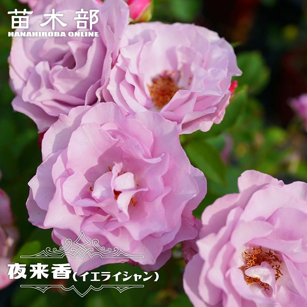 バラ マリーアントワネット Fl フロリバンダ 苗 販売 苗木部 By 花ひろばオンライン