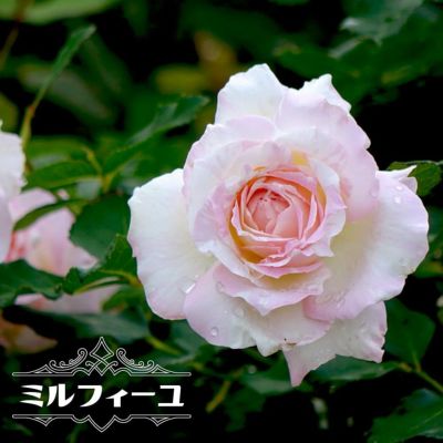 バラ苗 エルヴィス 大苗 ニルプ 白色 バラ 苗 四季咲き Ht 薔薇 予約販売12 翌1月頃入荷予定 苗木部 本店 By 花ひろばオンライン