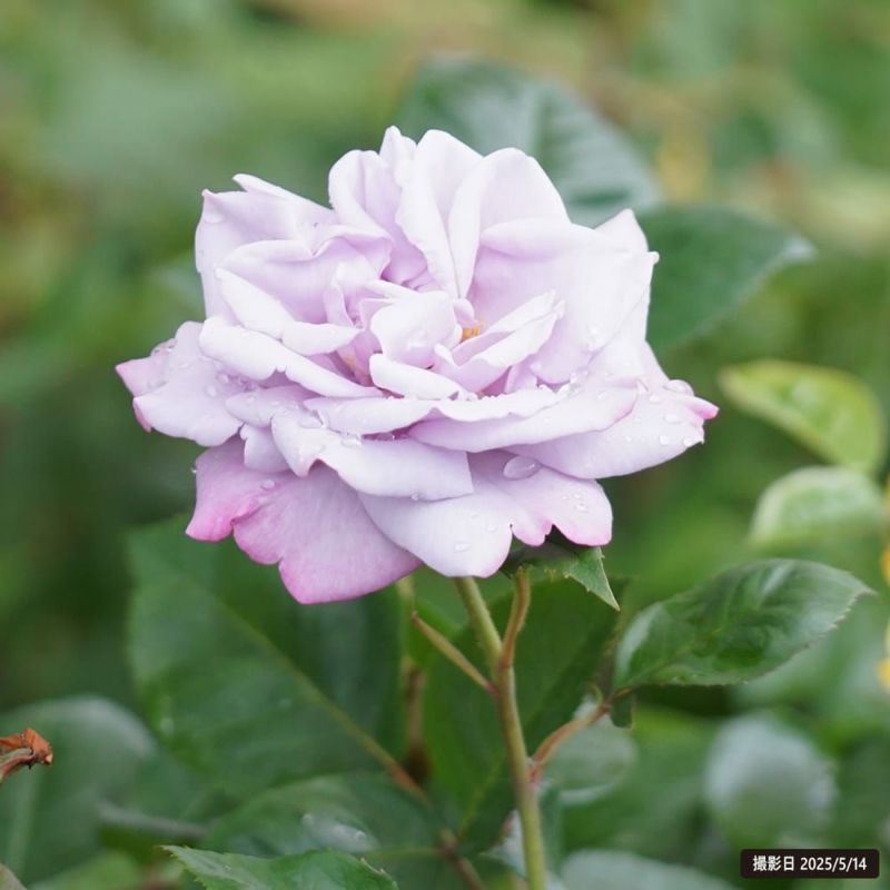 バラ ラフィーネ FL フロリバンダ 苗 販売 苗木部 By 花ひろばオンライン