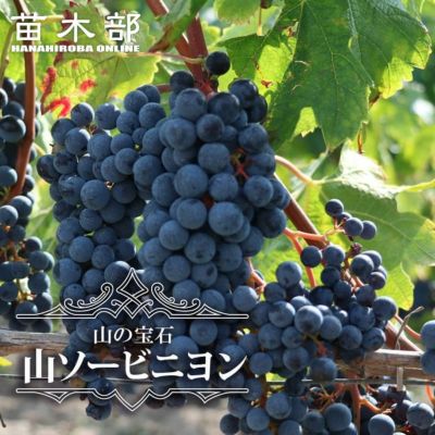 モクマオウ タマモクマオウ 苗 育て方 苗木部 By 花ひろばオンライン