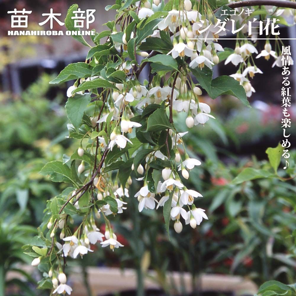 ネグンドカエデ フラミンゴ 苗 販売 苗木部 By 花ひろばオンライン 