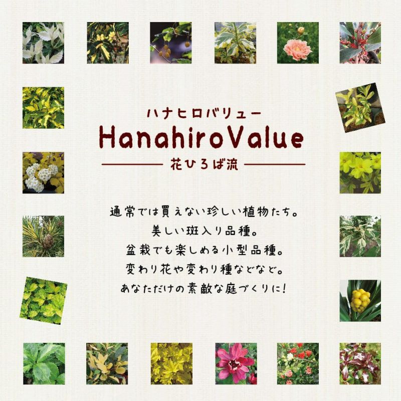 ヤマツツジ/白花【現品発送】管理70746 ツツジ 純白花 苗 販売 苗木部 By 花ひろばオンライン