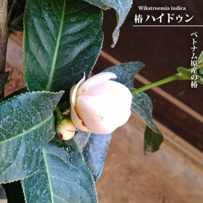 題名 ツバキ【大】かなり大きい 題名 ツバキ【大】かなり大きい 題名 ツバキ【大】かなり大きい