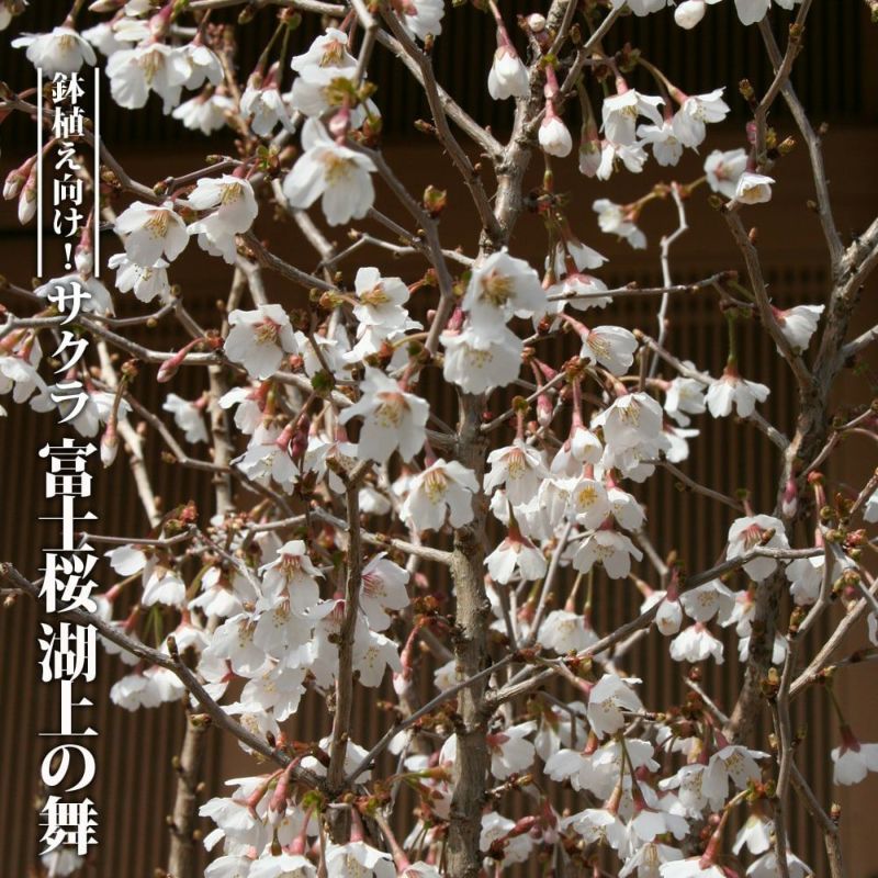 桜 盆栽 富士桜 【湖上の舞】 白鉢苗 挿し木