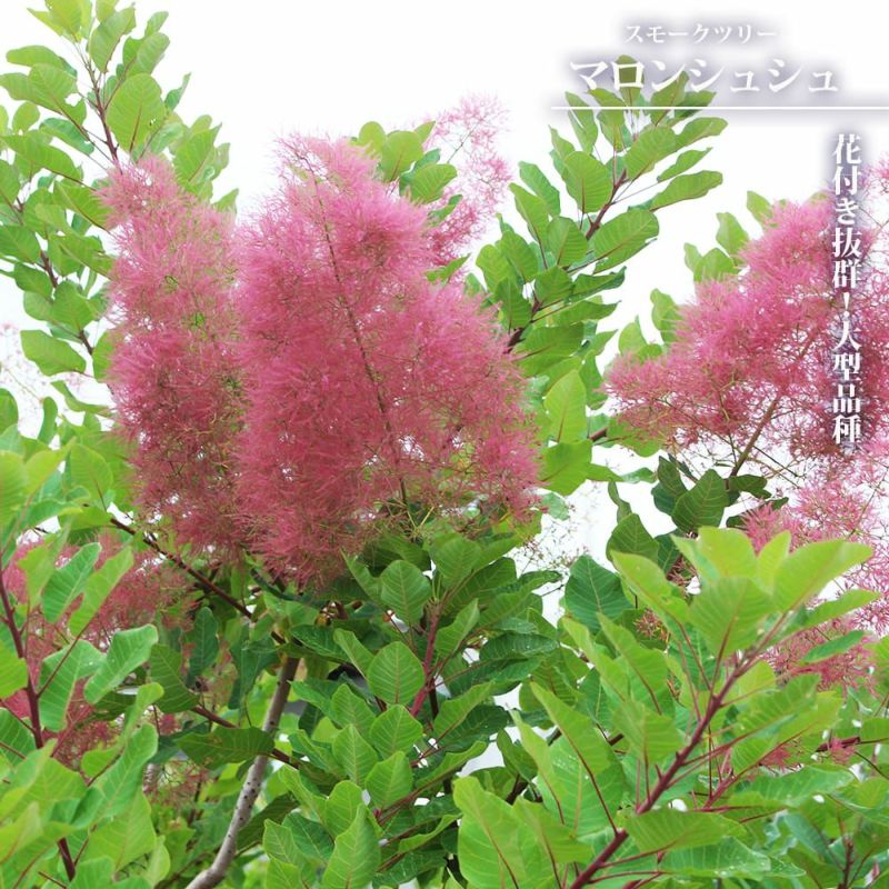 SR1スモークツリー赤花接木高さ90cm6号鉢物大苗マロンレッド