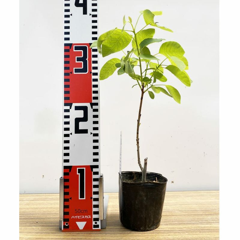 スモークツリー ホワイトボール 苗 通販 苗木部 By 花ひろばオンライン