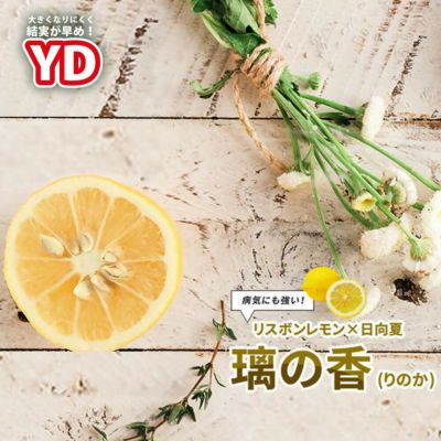 柑橘 レモン アレンユーレカ 苗 販売 苗木部 By 花ひろばオンライン