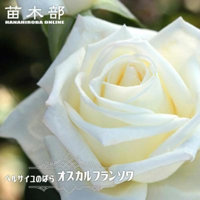 バラ つるリトルアーチスト ClMin クライミングミニチュア（つる