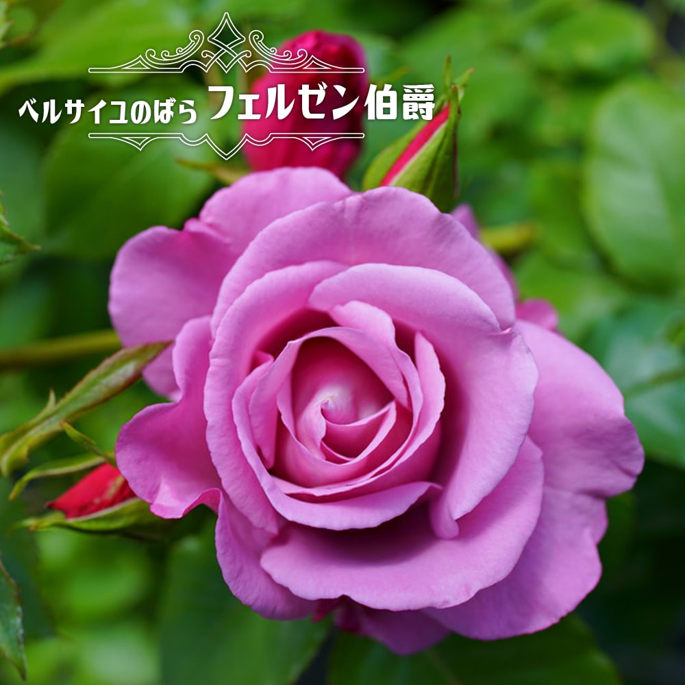 バラ リモンチェッロ 苗 販売 苗木部 By 花ひろばオンライン