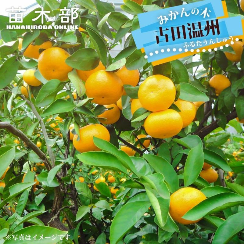 ✨温州みかん苗木レモンの横に♪✿✿✿✿✿沢山の実付き♪　12月には食べれます ✨温州みかん苗木レモンの横に♪✿✿✿✿✿沢山の実付き♪ 12月には