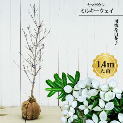 ヤマボウシ：ミルキーウェイ 5号ポット の通販 | 園芸ネット