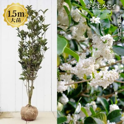 珍しい花 上品な香 ギンコウボク苗 大木 蕾つき 本当に 安い
