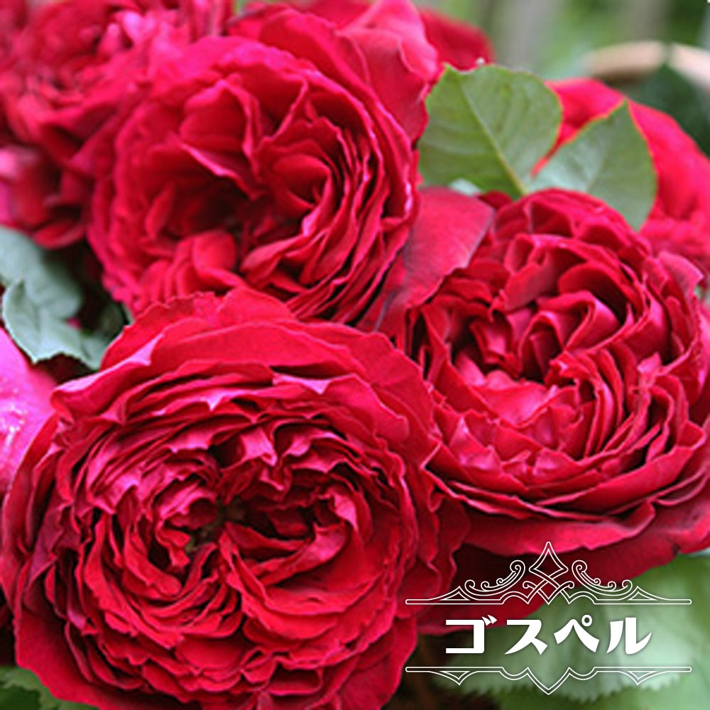 バラ苗 ゴスペル 木立バラ 京成バラ 四季咲き クォーターロゼット咲き ワインレッド花 薔薇 予約販売12 翌1月頃入荷予定 苗木部 本店 By 花ひろばオンライン